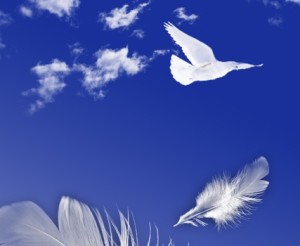 Dove and feather